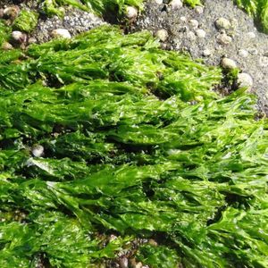 Algues Aonori Séchées Ulva Lactuca Laitue de Mer Séchée Flak Aonori Séché AOSA Akina Algues Séchées Fabricant - Product Image 1