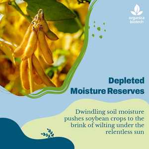 Rehausseur de fertilité du sol pour le soja - Product Image 4