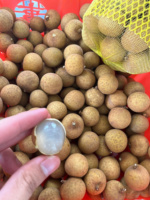 Verse longan - klaar voor export
