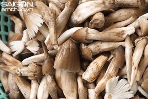 Hongo Termite, Hongo King, Hongo Negro Fresco, Bueno para la Salud, Hecho en Vietnam, PRECIO MÁS BAJO - Product Image 3