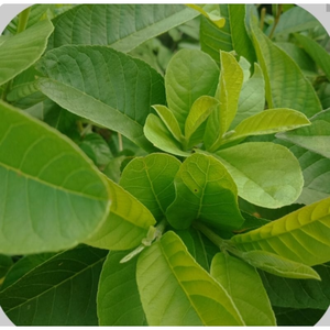 FEUILLES DE GOYAVE SÉCHÉES EMBALLÉES DE DÉLICIEUX ET DE NUTRIMENTS/QUALITÉ/GRANDE VALEUR/RÉCOLTÉES AU VIETNAM - Product Image 2