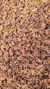 Nueva cosecha de anís estrellado de otoño entero/anís estrellado entero, venta al por mayor, grado 1, precio de fábrica, Vetnam Origin, vendedor caliente, nueva cosecha-ANNA DO - Product Image 4