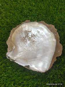 Coquilles de nacre naturelles sur mesure de 2,5 à 3,5 pouces, idéales pour les magasins de fournitures de coquillages, idéales pour la revente - Product Image 6