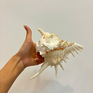 เปลือกหอยวัตถุดิบแท้เวียดนามสำหรับการตกแต่งภายในการออกแบบบ้านการตกแต่งเหตุการณ์และการออกแบบรีสอร์ท - Product Image 6