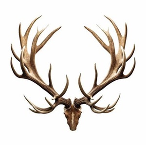 Astas de ciervo rojo enteras de cobertizo natural a precios moderados - Product Image 2