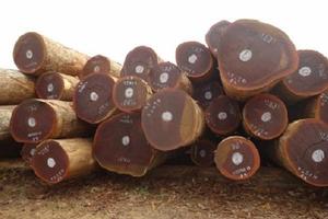 Troncos de roble de Tasmania Premium Troncos de roble de Tasmania de alta calidad - Product Image 2