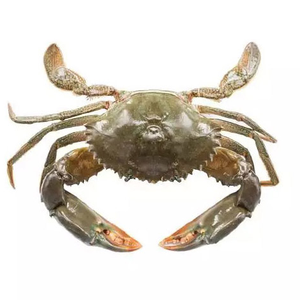 สภาพธรรมชาติของกุ้งก้ามกราม - Product Image 1