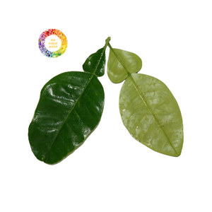 Dried Pomelo Leaves from Vietnam Wholesale Citrus Leaf Product for Tea and Aroma Use - Product Image 3