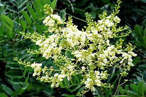 Sophora Japonica 100% Flores de Sophora secas naturales de Vietnam - Product Image 2