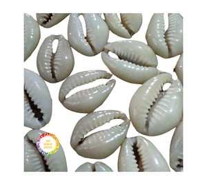 เปลือกหอยเปลือกวัวธรรมชาติขัดเงาในราคาไม่แพงสำหรับการส่งออกจากเวียดนาม - Product Image 1