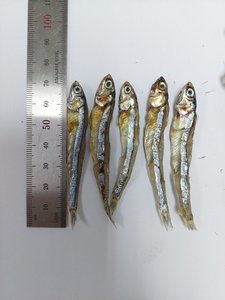 ข้อเสนอที่ดีที่สุด 2024 การส่งออกปลากะตักแห้ง - ปลากะตักแห้งในทะเล - Product Image 4