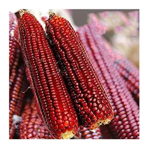 Свежая Органическая красная кукуруза, Канада, высшее качество, семена сырой сладкой кукурузы оптом в упаковочных пакетах 50 кг