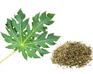 Feuilles de papaye séchées de haute qualité, 100% matière naturelle à base de plantes - Product Image 1