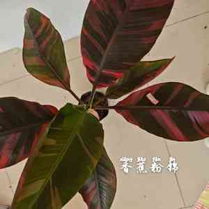 <span class=keywords><strong>กล้วย</strong></span>มูซา โนโน พิงค์ วาเรียเกต ที่เพาะเลี้ยงด้วยวิธีการเพาะเลี้ยงเนื้อเยื่อ |   ต้นไม้ใบเขตร้อนหายากสำหรับตกแต่งภายในและสวน - Product Image 6