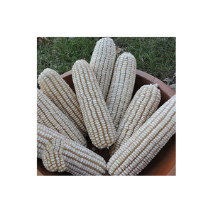 Producto agrícola Grano a granel Maíz seco blanco Kernal Maíz seco Maíz blanco seco con precio competitivo - Product Image 5