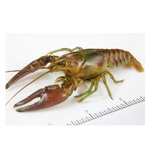 Cangrejo de río con descuento a la venta, fresco y delicioso, disponible a granel, perfecto para cocinar platos de marisco a precios bajos - Product Image 6