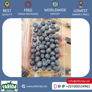 Proveedor de origen egipcio que vende frutas saludables de calidad superior, deliciosas frutas naturales, arándanos frescos para compradores a granel - Product Image 5
