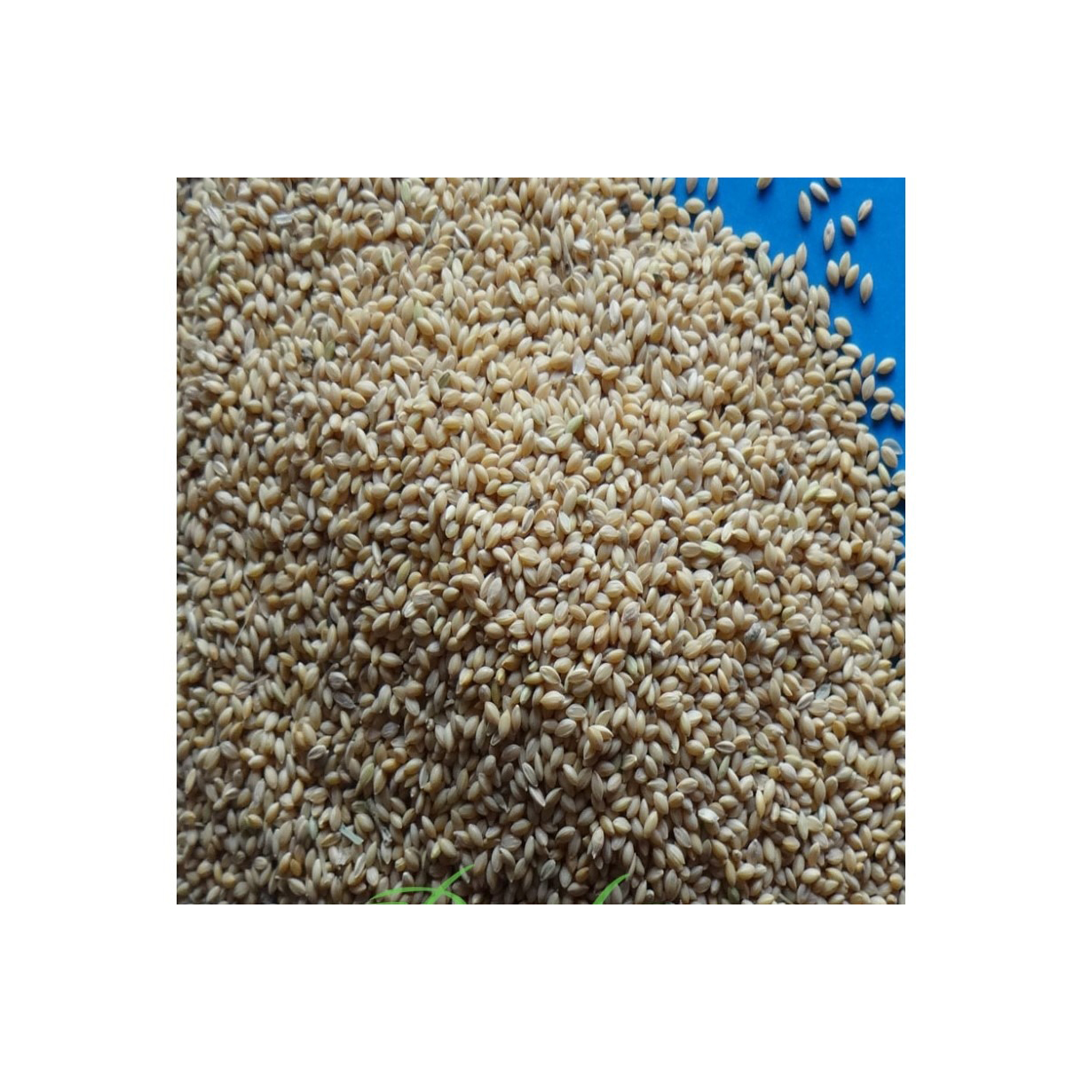Bulk suppliers export Yellow Millet to cereal producers and food processors