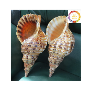 Grande coquille de conque de coquillage de trompette Triton naturelle du Vietnam pour instruments de musique et décoration intérieure océanique - Product Image 1