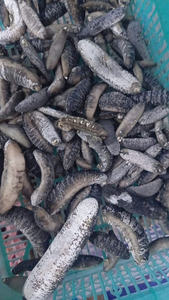 Concombre de mer séché vietnamien de qualité supérieure 2025 traité naturellement pour l'exportation - Product Image 6