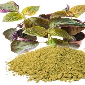 ผงใบงาริลลา/เกรดดีออร์แกนิก/จำนวนมากสำหรับอุตสาหกรรม - Product Image 5