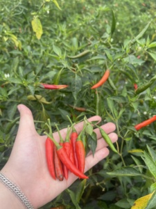 Chile Rojo Vietnamita Fresco, Chile Ojo de Pájaro, Tamaño 3-6cm, Alta Calidad, Especia Picante, Grado de Exportación, Precio al por Mayor - Product Image 3