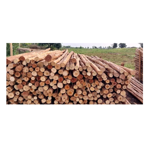 Eucalyptus <b>Logs</b> - Fresh Cut and Debarked for Furniture Making - Product Image 3