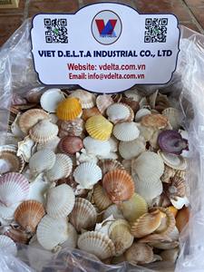 Conchas de Vieira Secas al por Mayor |   Material Marino Natural |   Proveedor VIET DELTA - Product Image 4