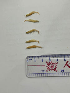 SUMINISTRO DE CAMARONES SECOS DE VIETNAM/ KRILL SECOS DE ALTA CALIDAD/ Sra. Lima - Product Image 3