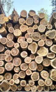 Estacas de madera de eucalipto recubiertas de polvo ecológicas de alta calidad Color natural para uso en construcción de jardines Excelente costo - Product Image 3