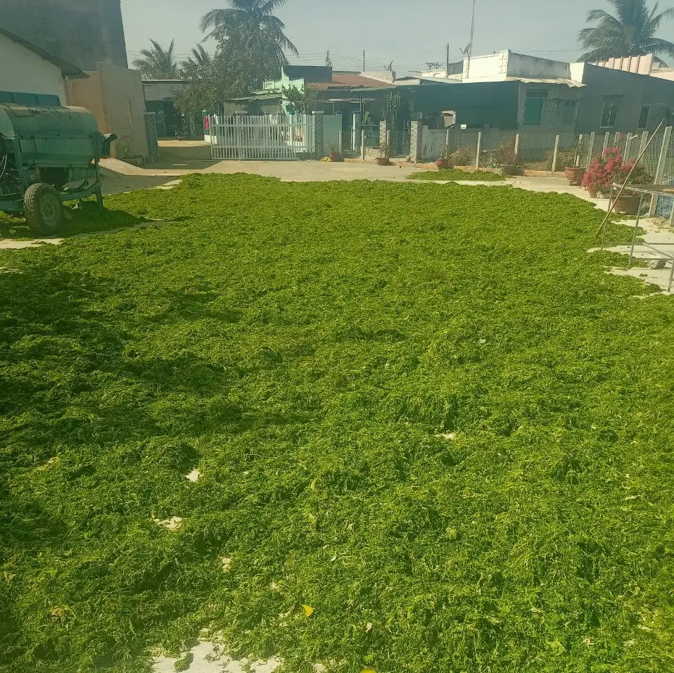 Green Seaweed Powder Green Seaweed Powder Top Sale Natural Green Seaweed Powder in Vietnam by Holiday