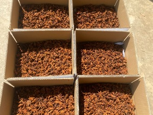 Anis étoilé de printemps/automne du Vietnam de haute qualité; Naturel, aromatique et abordable - Product Image 5