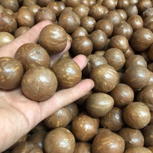 แมคคาเดเมียนัทขายส่ง คุณภาพพรีเมียมธรรมชาติ สำหรับของว่าง วัตถุดิบเบเกอรี่ และขายปลีก ผู้จัดจำหน่ายจากเวียดนาม - Product Image 2