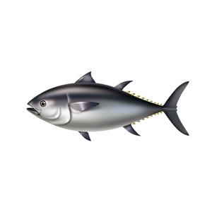 Atún congelado para exportación Premium Ocean Catch, fresco congelado y listo para envío global - Product Image 3