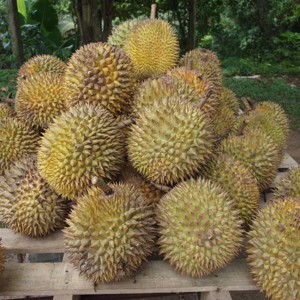 Durians frais de Thaïlande triés sur le volet parfaitement mûrs avec une saveur tropicale exotique crémeuse Meilleur du goût de la Thaïlande - Product Image 2