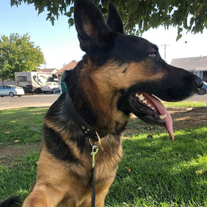 Leather Dog Collar, Adjustable Soft Padded Pet Collar with Alloy <b>Buckle</b>, Classic Waterproof Puppy Collars - Product Image 5