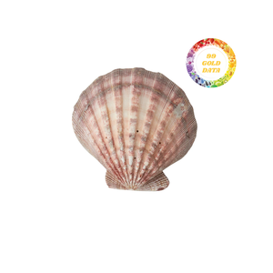 ถ้วยหอยเชลล์ช่างฝีมือสำหรับบ้านชายฝั่งและการต้อนรับ - Product Image 4