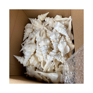 เปลือกหอยเปลือกหอยธรรมชาติสำหรับตกแต่ง Fusinus undatus - Product Image 1