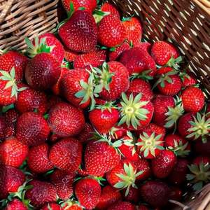 Fresas de Alta Calidad (12+ Brix) para Exportación, Listas para Envío Aéreo, Venta al Por Mayor - Product Image 3