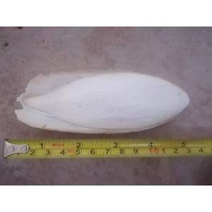 Os de seiche blanc biologique disponible en vrac au meilleur prix - Product Image 2