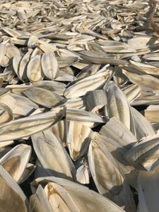 โรงงานผลิตกระดูกปลาหมึกเวียดนาม ผลิตภัณฑ์ที่พัฒนาขึ้นสำหรับตลาดที่มีความต้องการสูง พร้อมราคาส่งออกที่เป็นประโยชน์ - Product Image 4