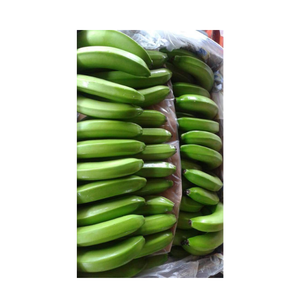 Top Suggestions Cavendish <b>Fresh</b> <b>Bananas</b> for Green Certificates Shipped From 99 Gold Data - Product Image 2