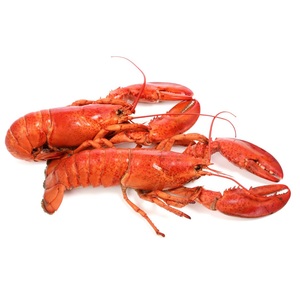กุ้งมังกรแช่แข็งสด, กุ้งมังกรดิบ, กุ้งมังกรเป็นๆ คุณภาพส่งออกสูงสุด - Product Image 3
