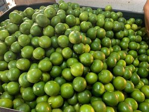 Fournisseur de citron vert sans pépins Vietnam Fruit juteux vert frais pour boissons Qualité d'exportation de haute qualité 6cm Taille 12 mois Durée de conservation - Product Image 2