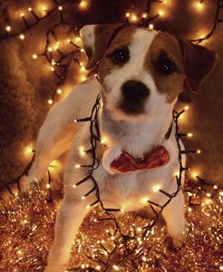 Célébrations colorées Le rôle de la couleur dans les décorations de Noël - Product Image 4