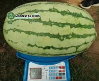 Graines hybrides de pastèque Dragon F1 de haute qualité, pureté 99,9 %, germination 85 %, origine Pakistan