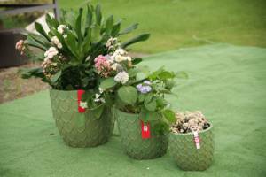 <span class=keywords><strong>Pot</strong></span> en <span class=keywords><strong>terre</strong></span> <span class=keywords><strong>cuite</strong></span> émaillée avec trou <span class=keywords><strong>de</strong></span> drainage, écologique et durable pour une utilisation en intérieur/extérieur dans le jardin à la maison - Product Image 6