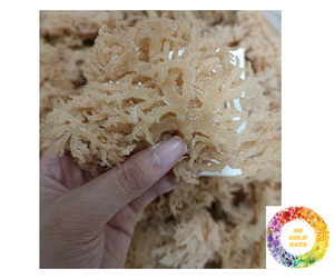 High-Quality <b>Dried</b> Seamoss from Vietnam Wildcrafted Eucheuma Cottonii Purple Yellow Best Price Export Vegan <b>Dried</b> Seamoss Bulk - Product Image 2