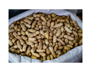 Venta al por mayor de alta calidad de maní 100% cacahuetes crudos naturales sin cáscara - Product Image 4