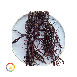 Musgo del Mar de Irlanda al por mayor-Musgo del Mar de Irlanda dulce y de alta calidad para exportar a precios asequibles - Product Image 3